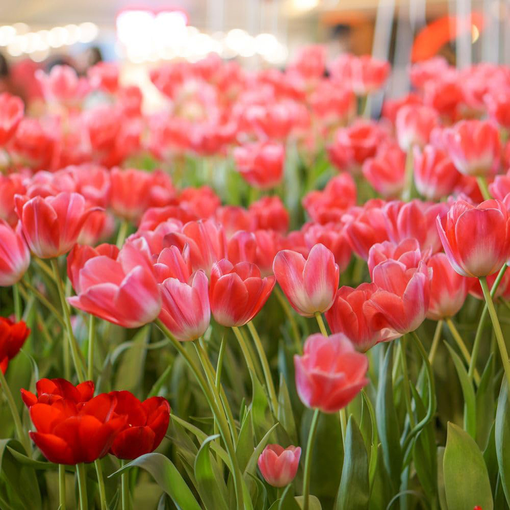 Thompson and Morgan Tulip Dynasty Planting Bulb 10 Pack Image 5