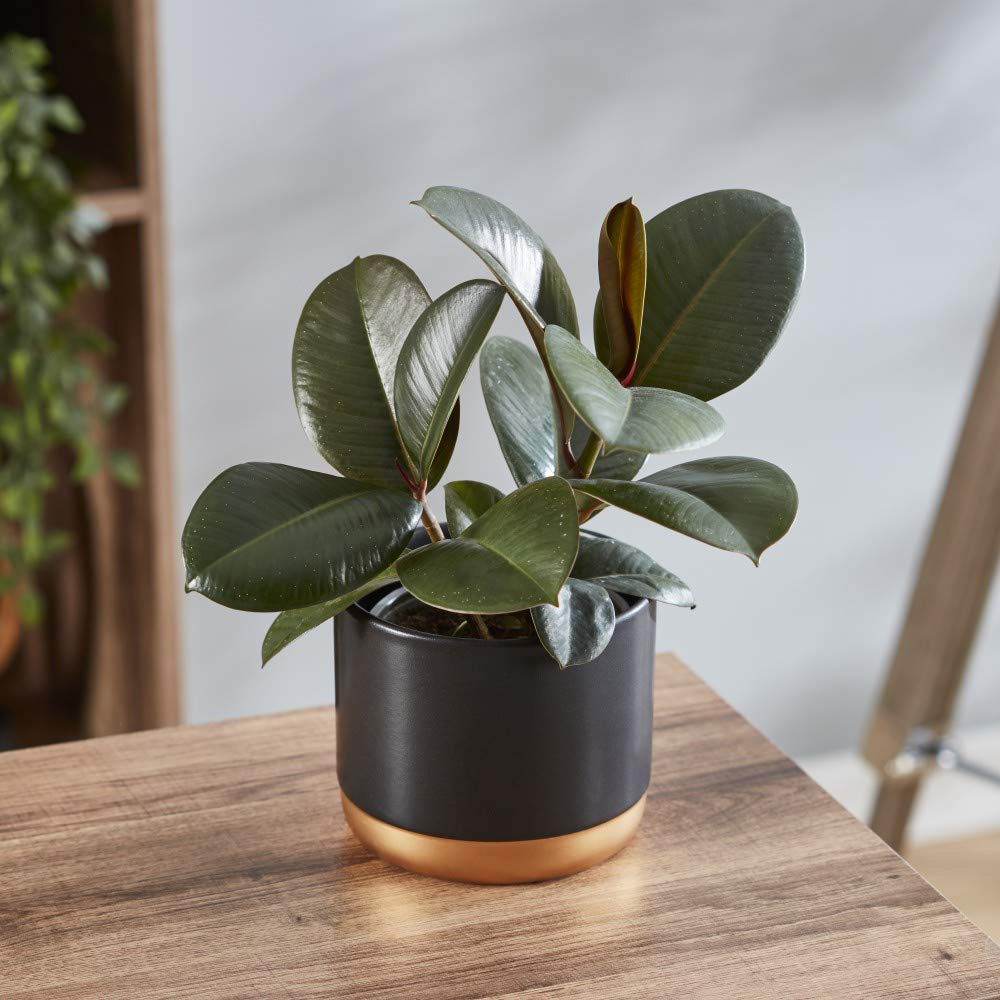 Thompson and Morgan Ficus Indian Rubber Plant Pot 12cm 3 Pack Image 8