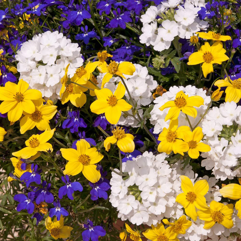 Thompson and Morgan Sherbet Lemon Preplanted Hanging Basket 35cm 2 Pack Image 4