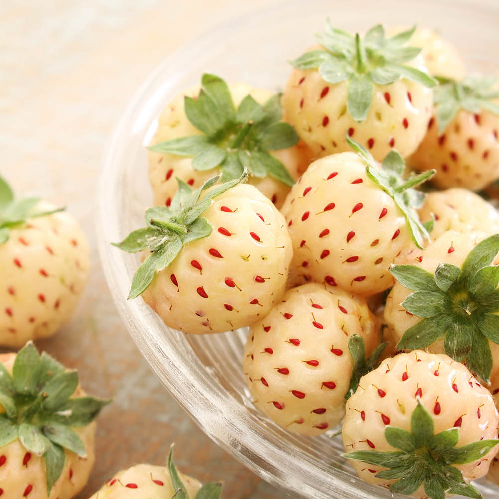 YouGarden Preplanted Pineberry Hanging Basket 25cm 2 Pack Image 2