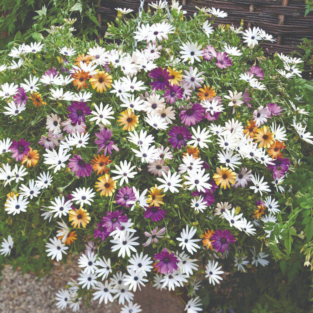 Thompson and Morgan Trailing Daisy Osteo Falling Stars 20 Postiplugs Image 5