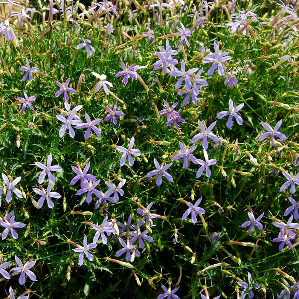 Thompson and Morgan Blue Laurentia Grande Seed Packet Image 2