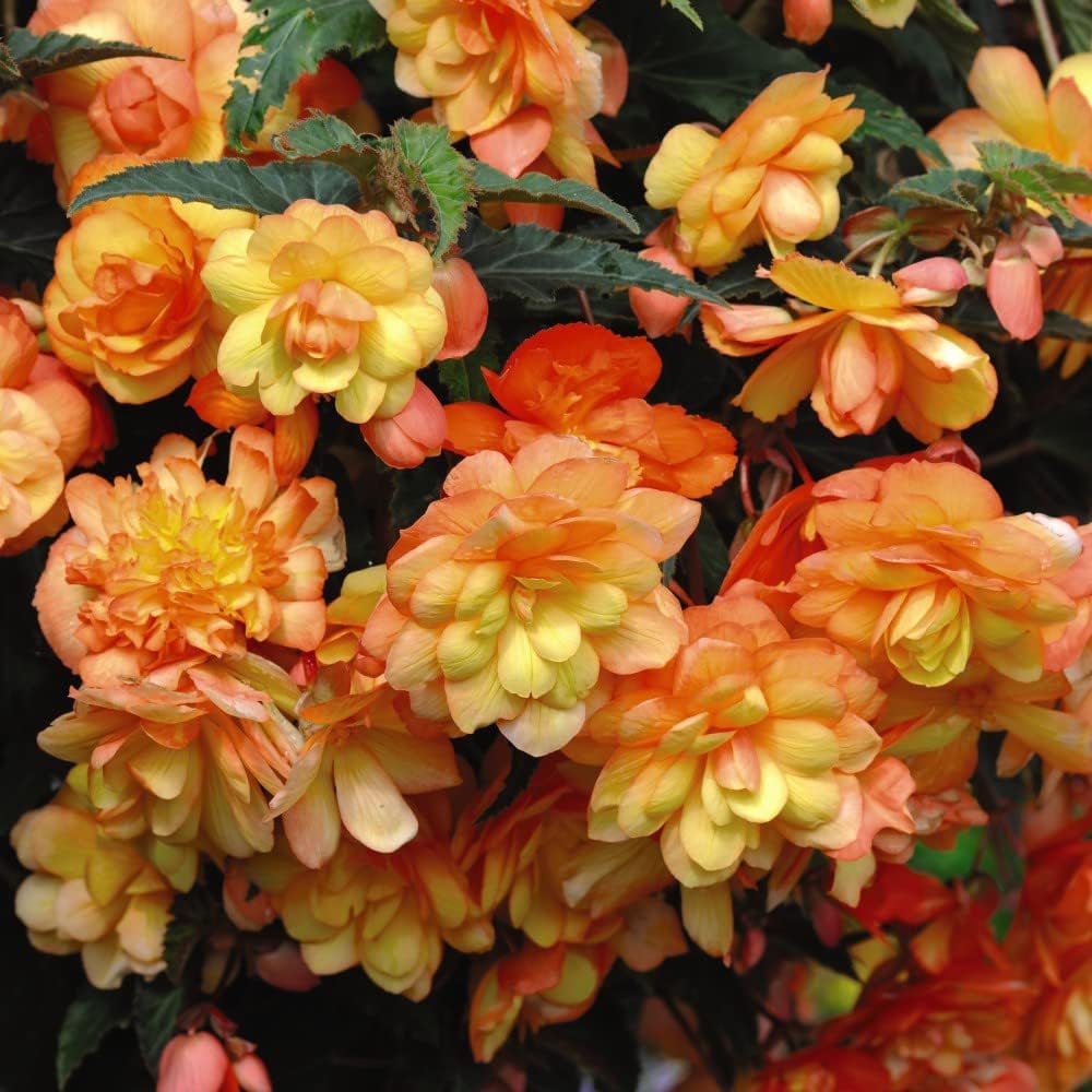 Thompson and Morgan Nurserymans Summer Favourites Garden Ready Plant 30 Pack Image 6