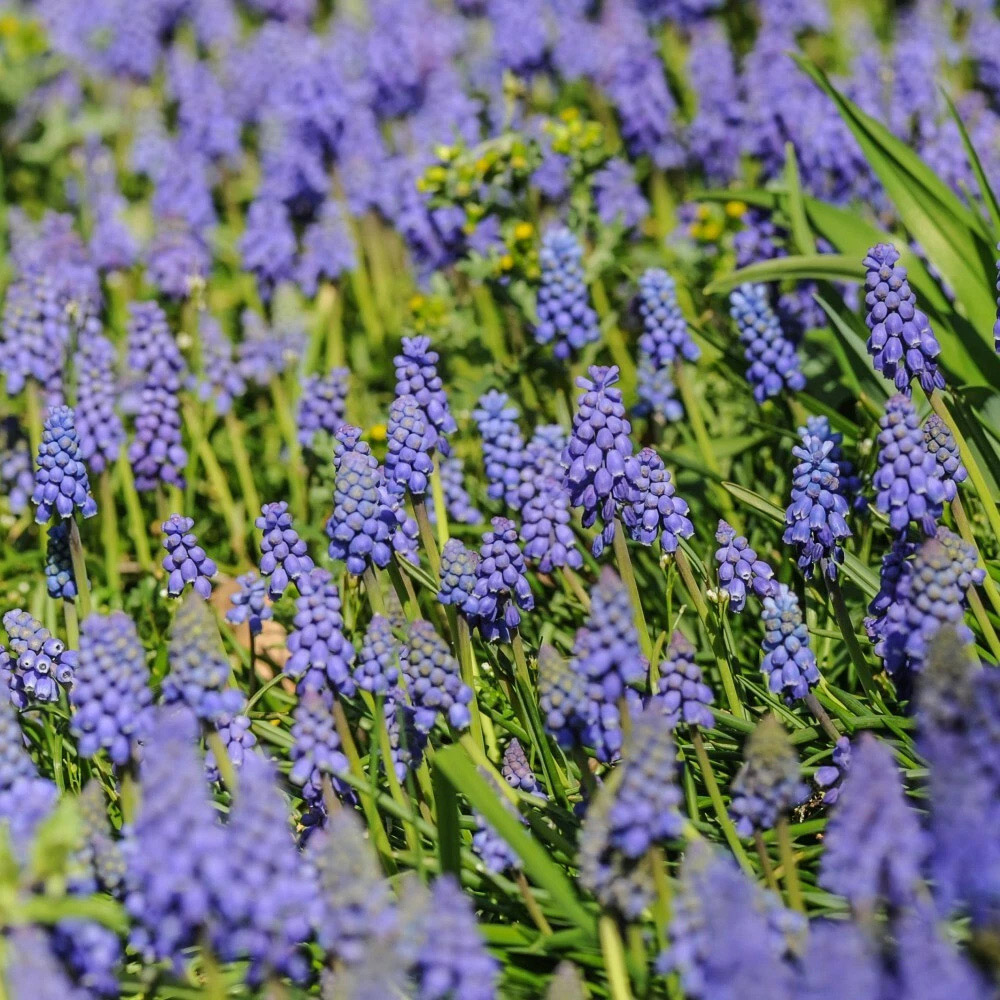 Thompson and Morgan Muscari Armeniacum Autumn Planting Bulb 50 Pack Image 5