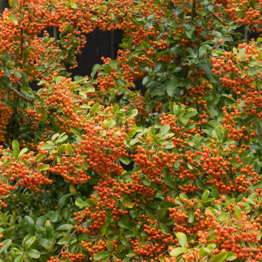 Thompson and Morgan Pyracantha Orange Glow Plant Pot 3L Image 4