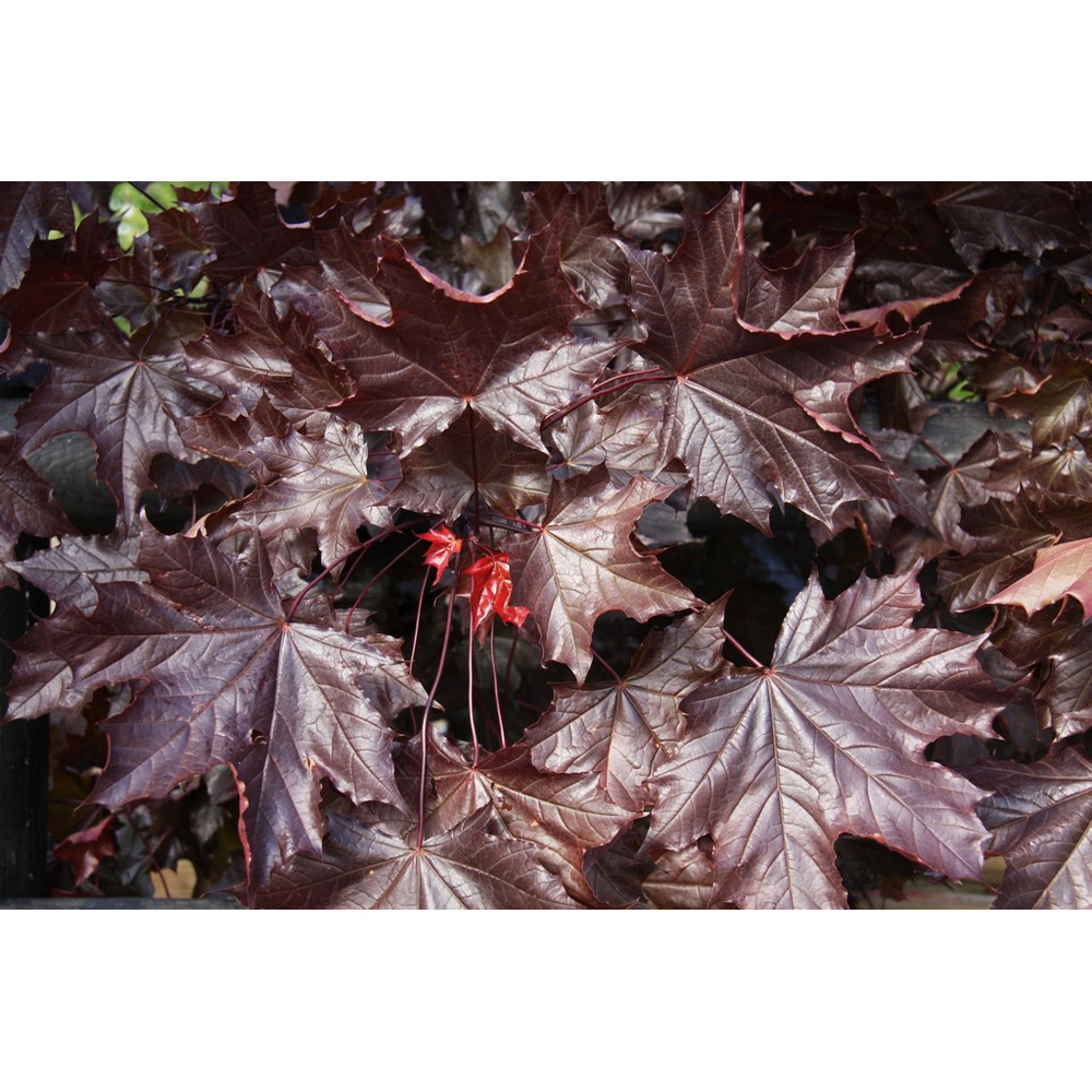 Frank P Matthews Trees Acer Pla Crimson King Tree in Pot 12L Image 2