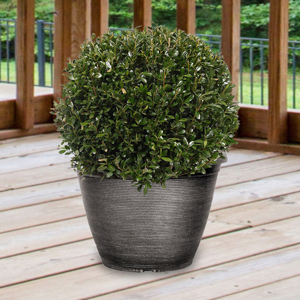 YouGarden Japanese Holly Ball Ilex Crenata Plant Image 2