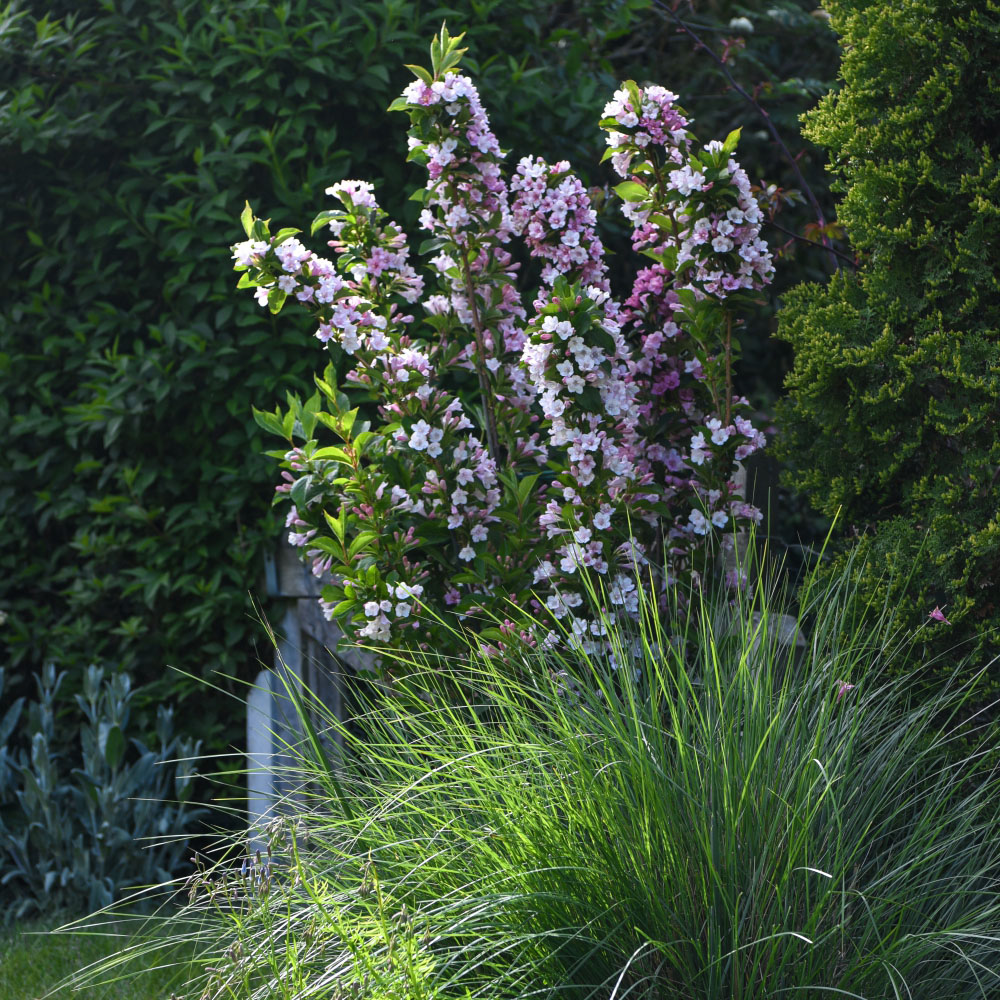 Thompson and Morgan Weigela Towers of Flowers Apple Blossom Plant Pot 9cm Image 3