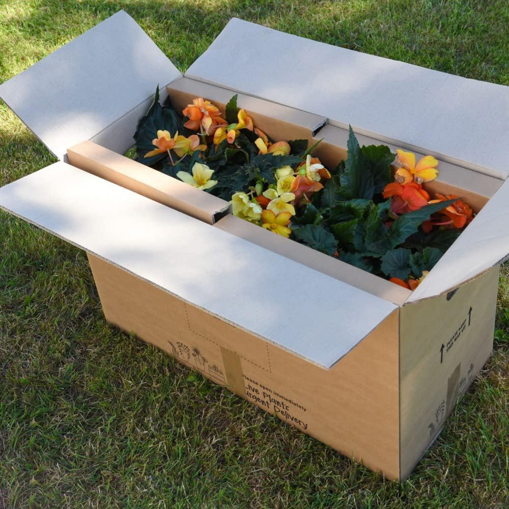 Thompson and Morgan Begonia Apricot Shades Preplanted Hanging Basket 25cm 2 Pack Image 5