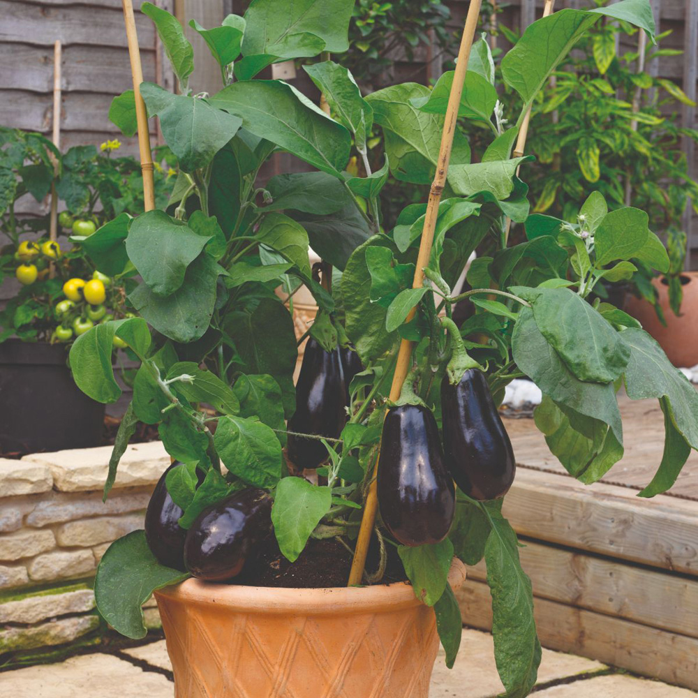 Thompson and Morgan Aubergine Scorpio Grafted Potted Plant 9cm Image 3