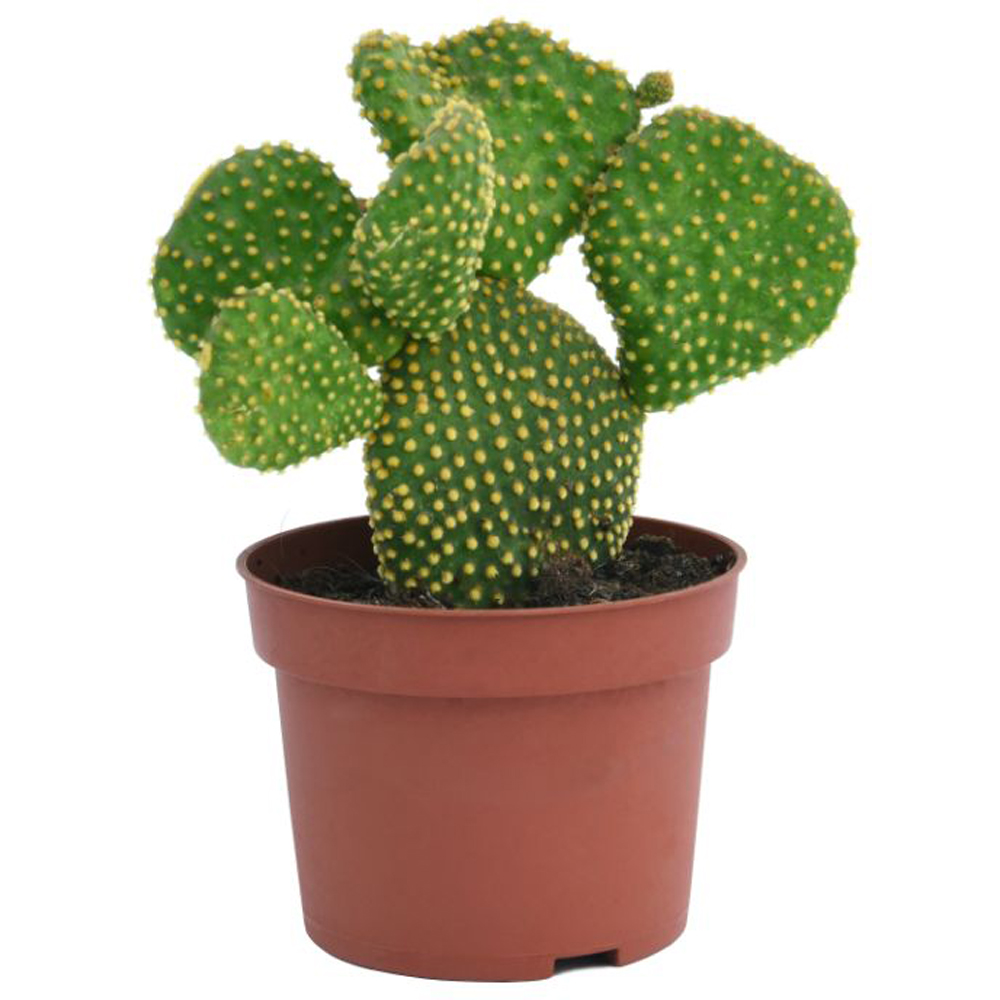 Thompson and Morgan Cactus Mixed Potted Plant 0.5cm Image 8
