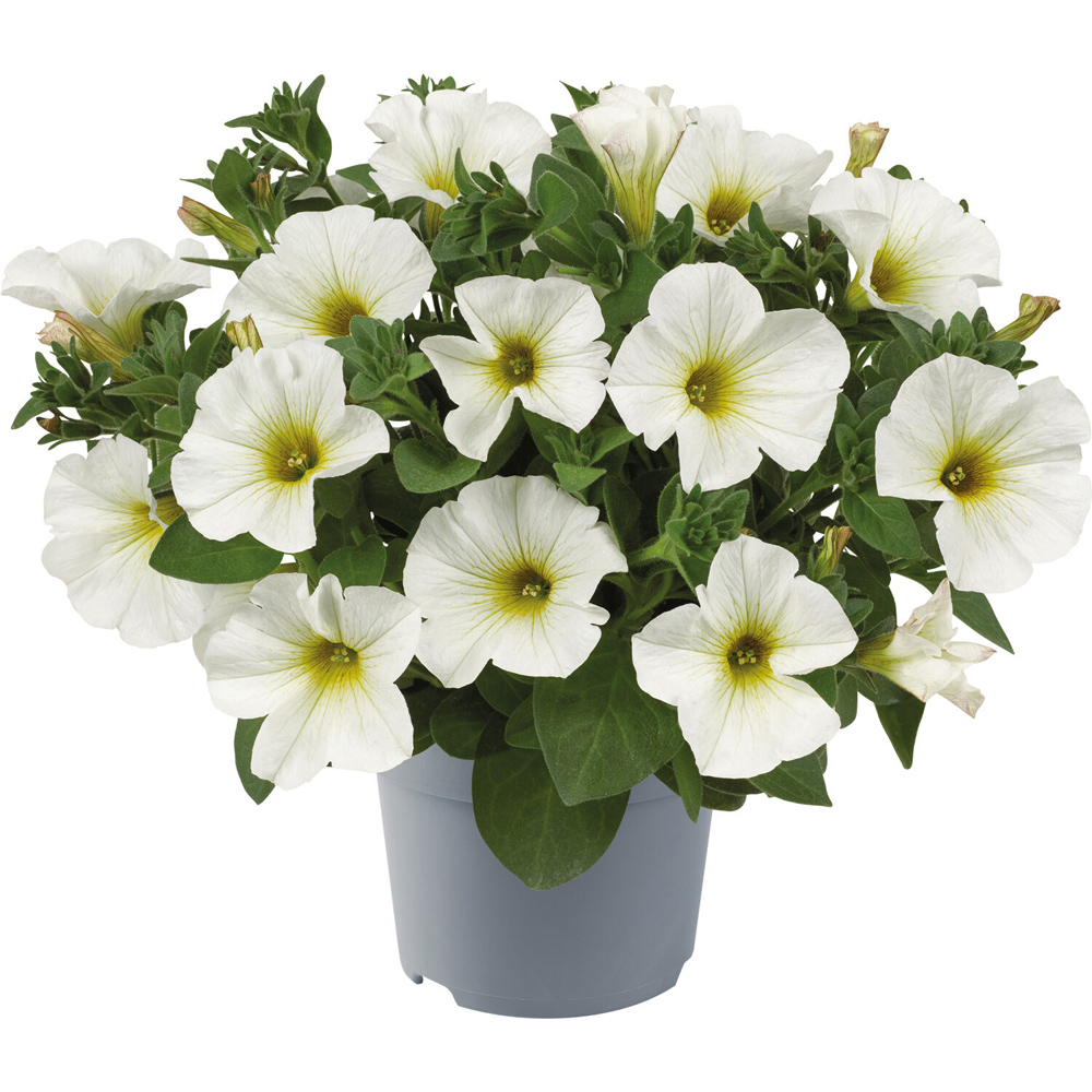 Petunia Raintastic Plant Image 4