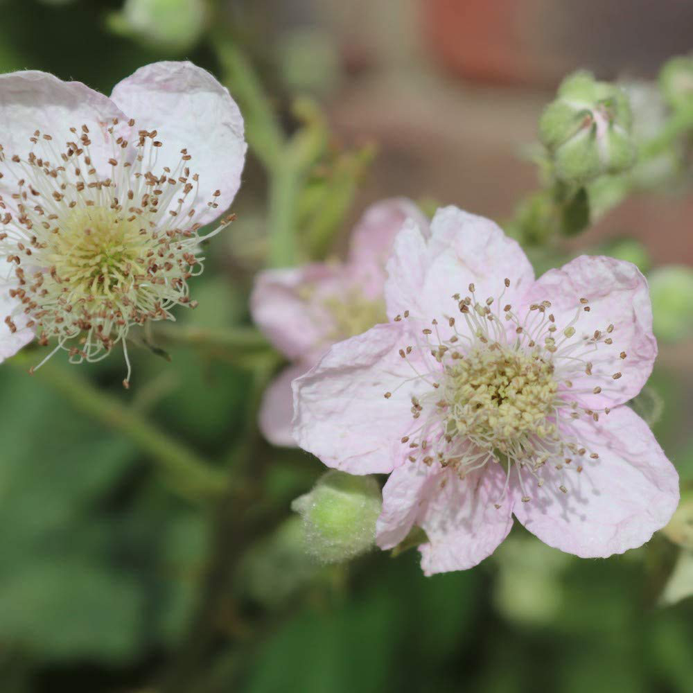 Thompson & Morgan Blackberry Rubus Coolaris Patio Potted Plant 9cm 3 Pack Image 3