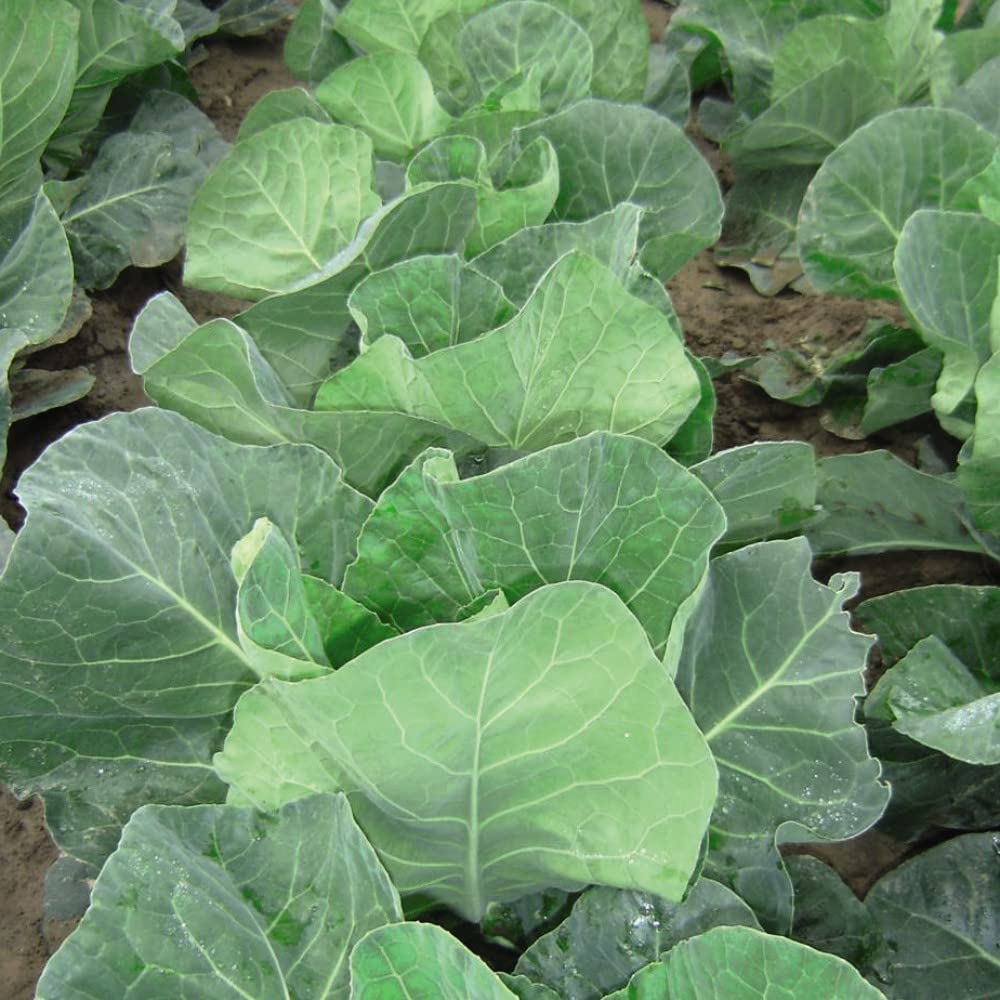 Thompson and Morgan Cabbage Summer Jewel F1 Hybrid Seeds Image 4