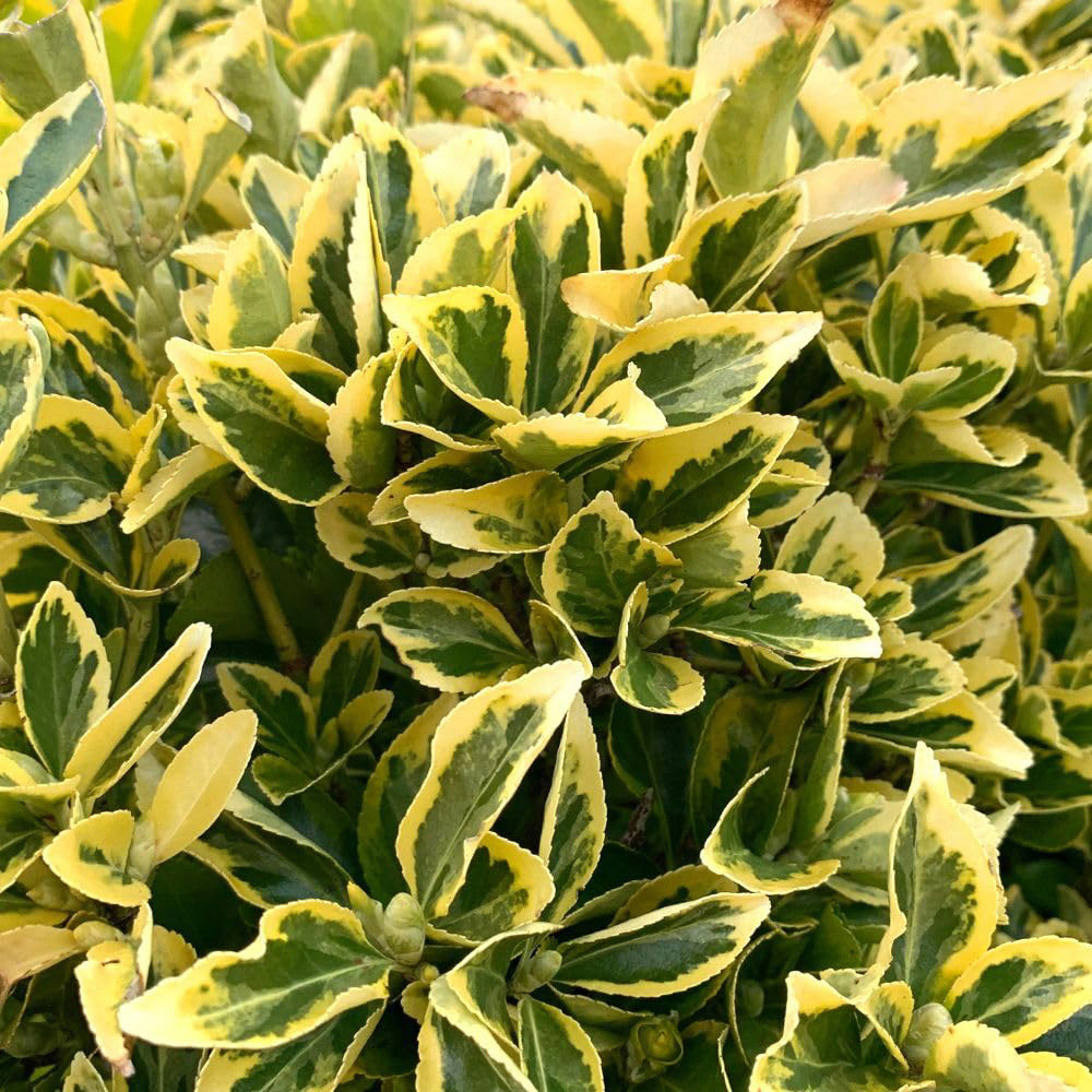 Thompson and Morgan Euonymus Japonicus Ovatus Aureus Plant Pot 9cm Image 3