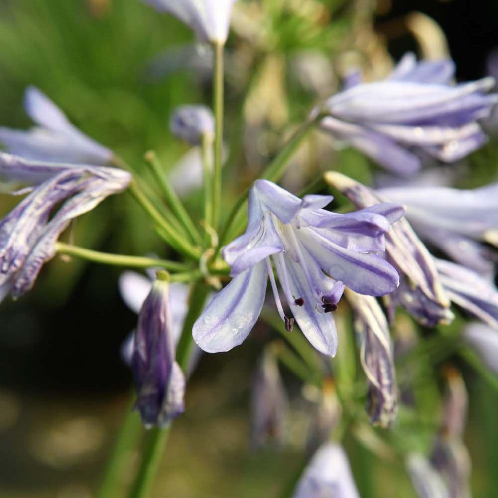 Thompson & Morgan Agapanthus Umbellatus Seastorm Plant Pot 10L Image 3