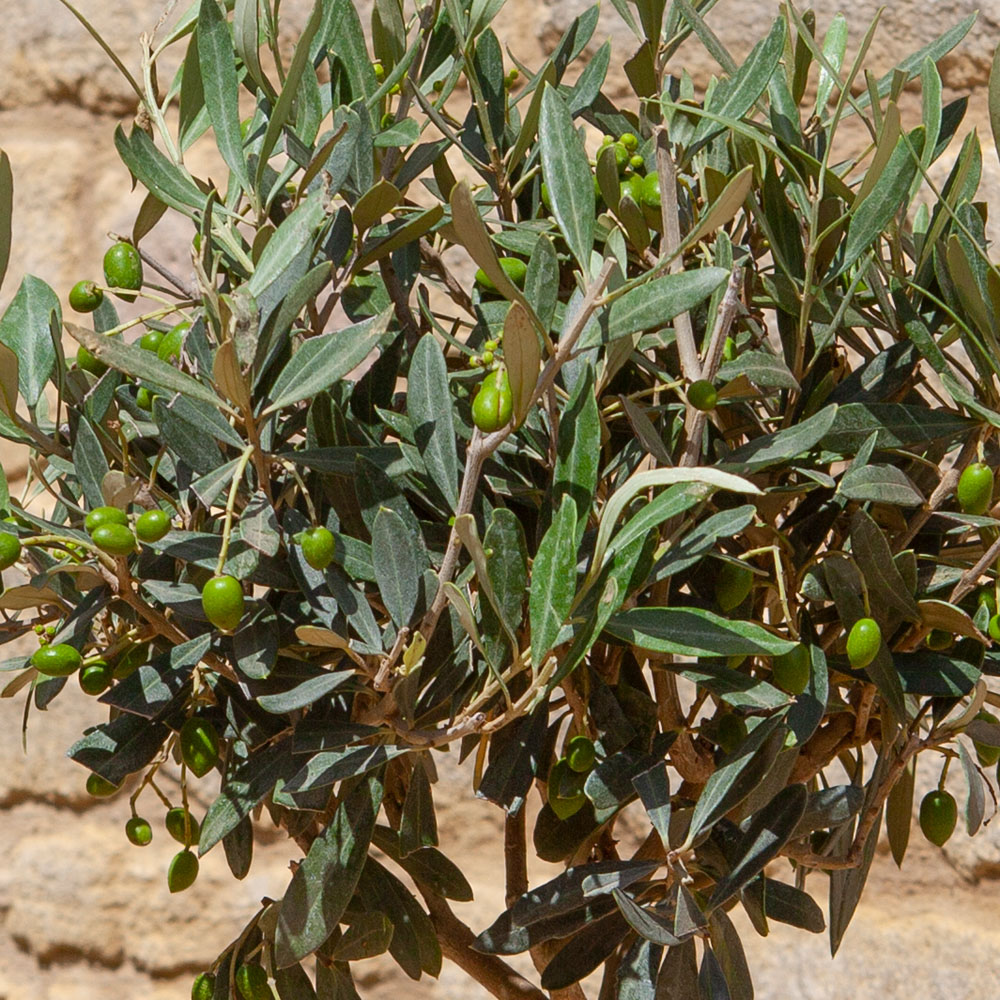 YouGarden Spiral Olive Tree Pot 70-80cm Image 2