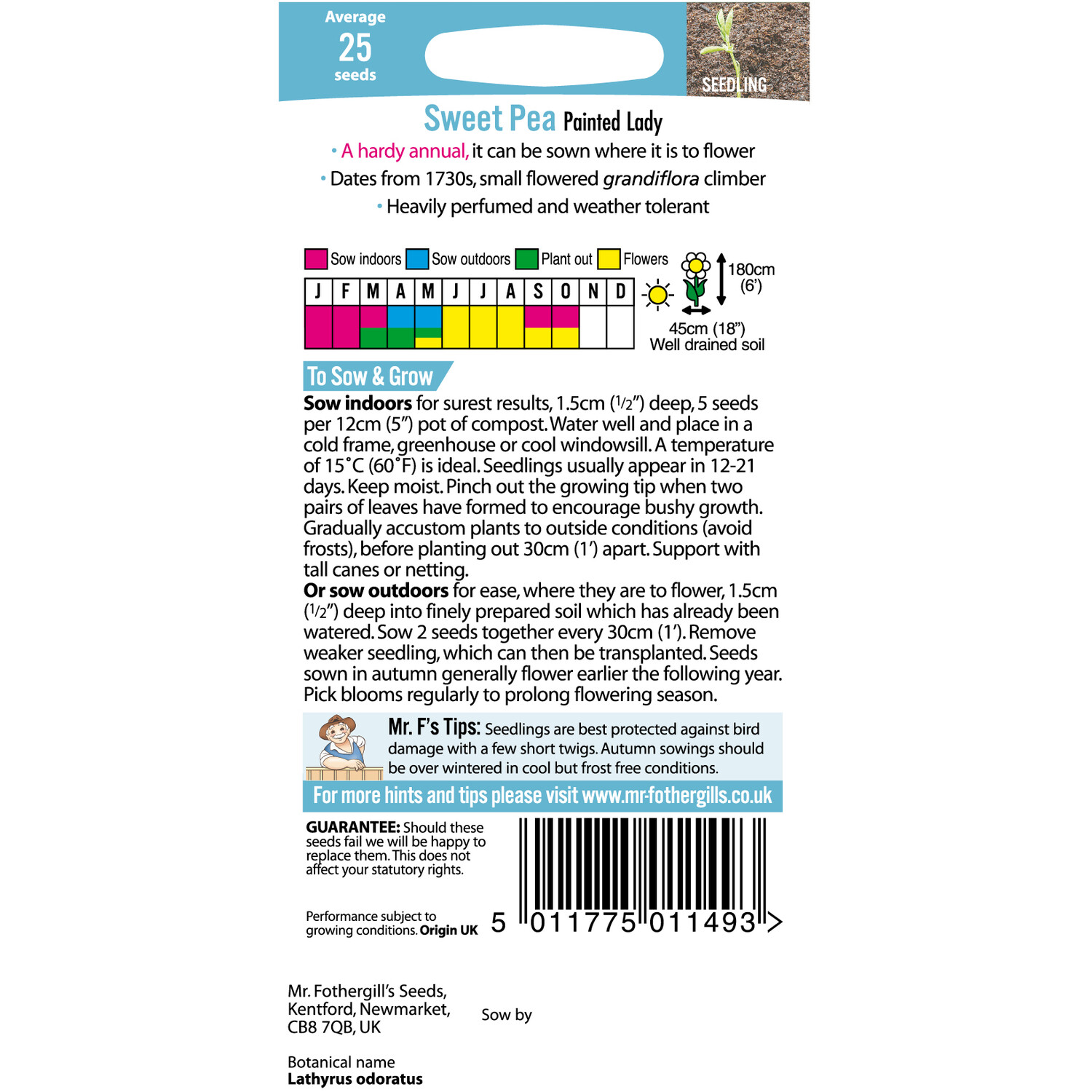 Sweet Pea Painted Lady (grandiflora) Image 2