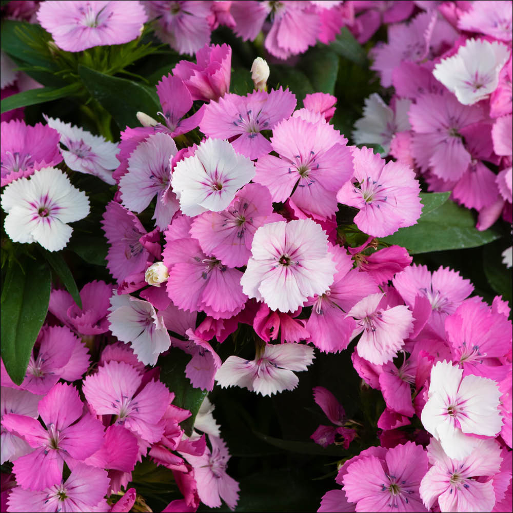 YouGarden Sweet William Dart Pink Magician Garden Ready Plant 20 Pack Image 1