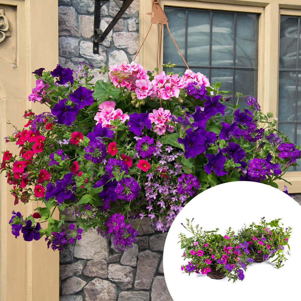 YouGarden Preplanted Summer Sensation Rattan Hanging Basket 28cm 2 Pack Image 2