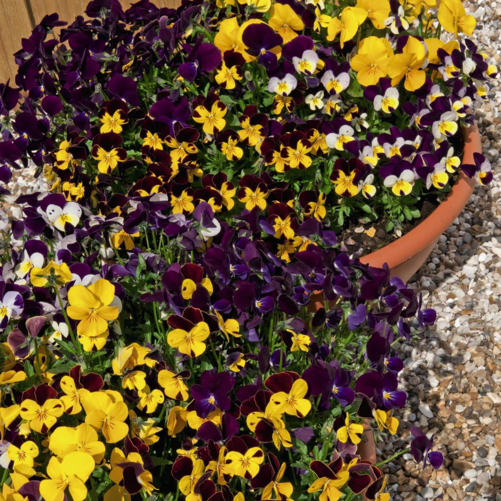 Thompson & Morgan Viola Pot Pourri Mixed Seeds Image 2