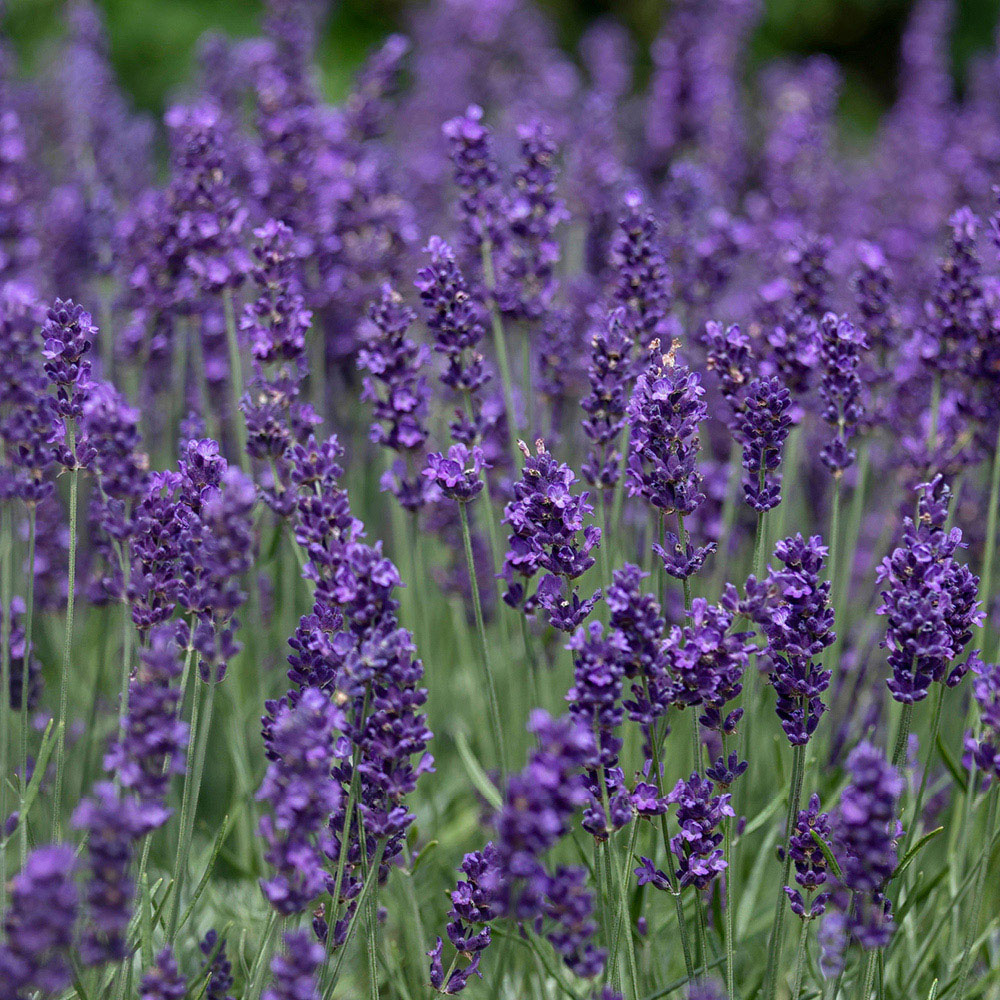 YouGarden Lavender and Perennial Collection Mixed Plant Plug 24 Pack Image 2