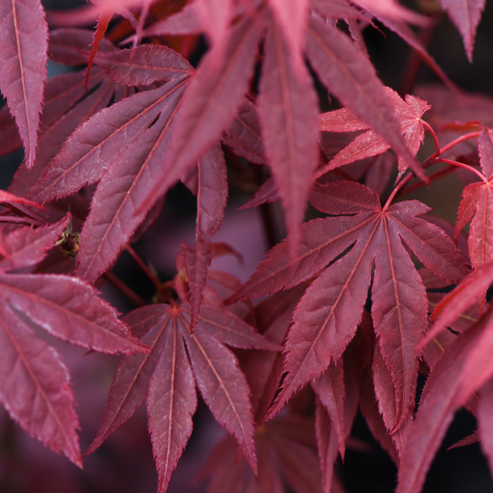 Thompson and Morgan Acer Palmatum Atropurpureum Plant Pot 7cm 3 Pack Image 2