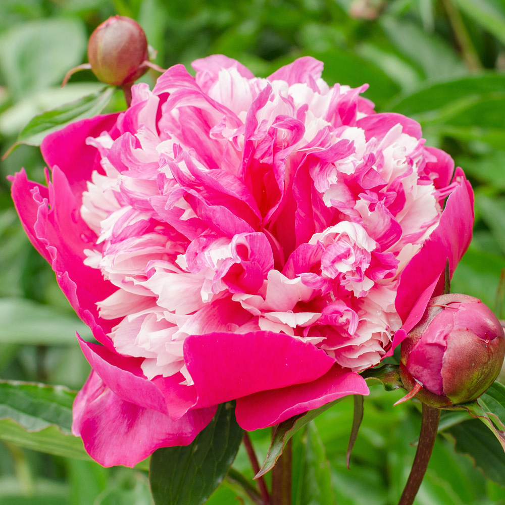 YouGarden Peony Ruffles Bare Root Collection 3 Pack Image 3
