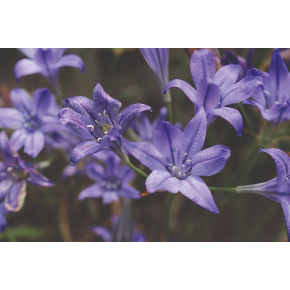 Thompson & Morgan Summer Flowering Planting Bulb 100 Pack Image 5
