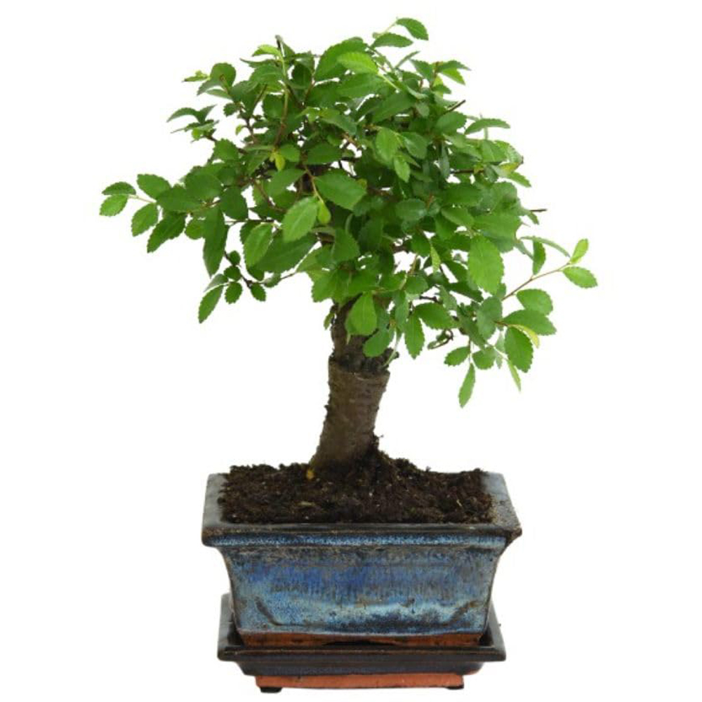 Thompson & Morgan Bonsai Zelkova In Ceramic with Saucer 12cm Image 2