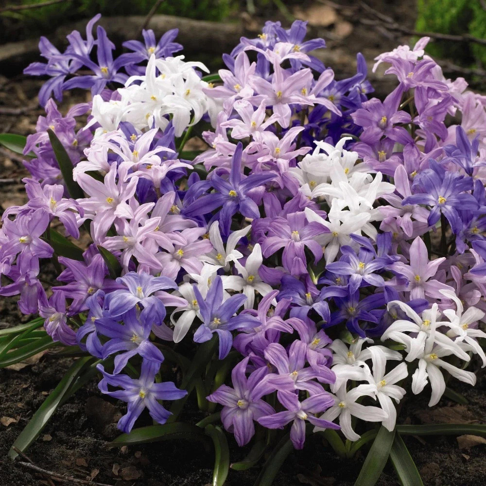 Thompson and Morgan Chionodoxa Mixed Glory of the Snow Planting Bulb 40 Pack Image 4
