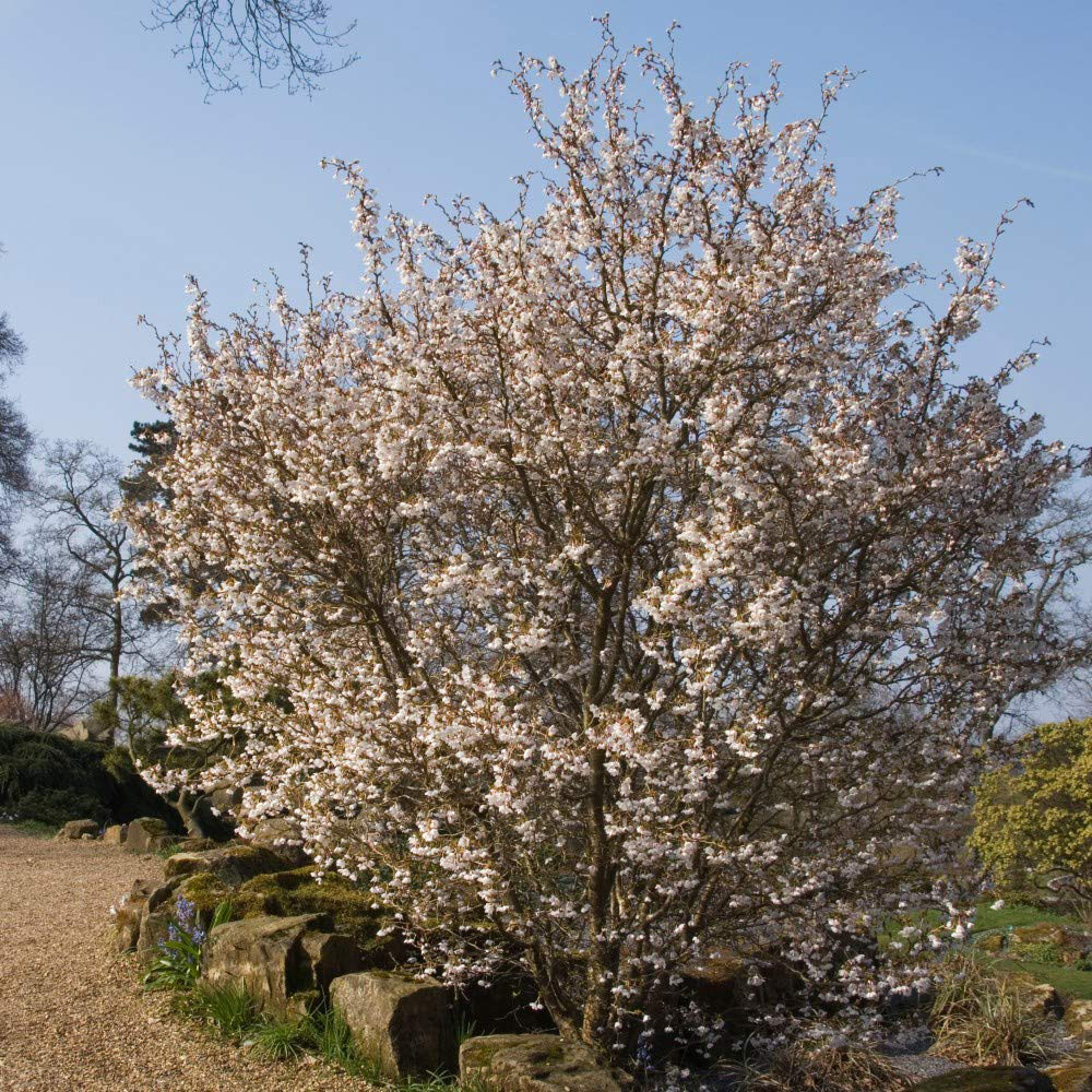 Thompson and Morgan Prunus Incisa Kojo-No-Mai Noble Plant Pot 10L 2 Pack Image 6