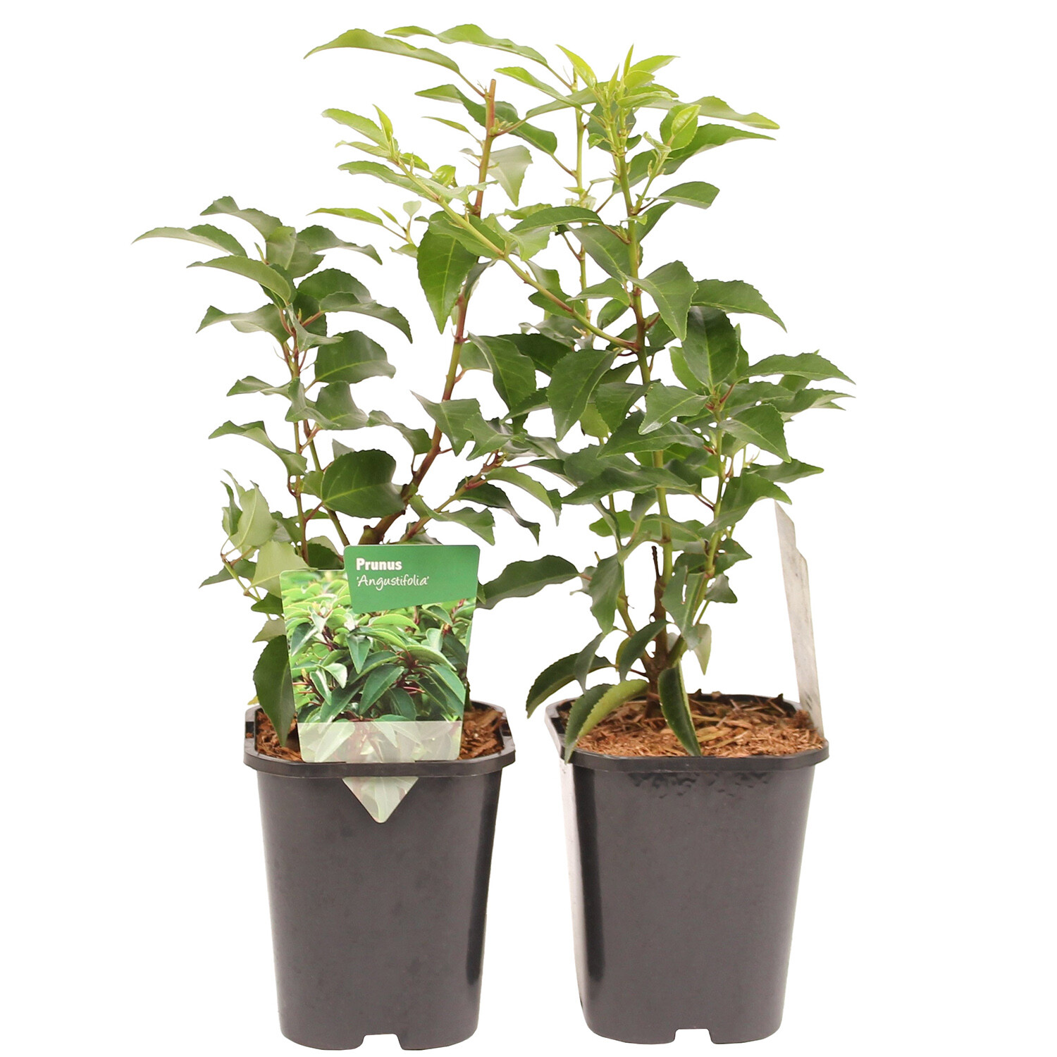 Prunus Lusitanica Angustifolia Image