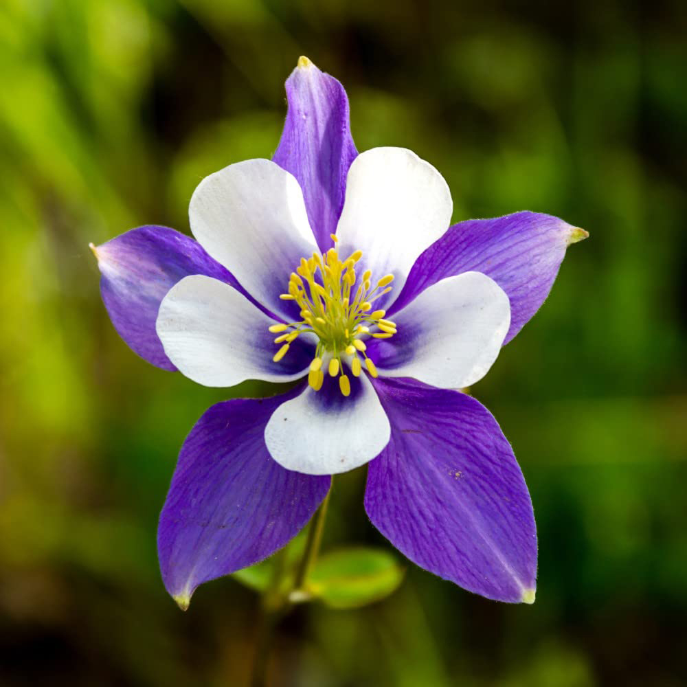 Thompson & Morgan Aquilegia Mckana Hybrids Bare Roots 6 Pack Image 2