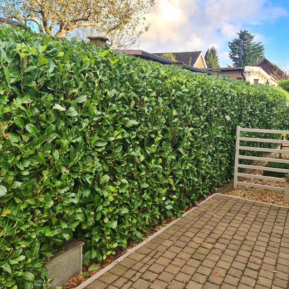 Inspirational Gifting Laurel Evergreen Bare Root Hedge Plant 3-4ft 20 Pack Image 2