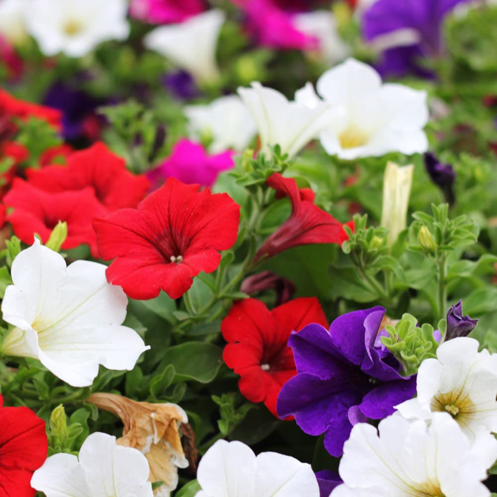 Thompson and Morgan Petunia Express Mixed Garden Ready Plant 30 Pack Image 3