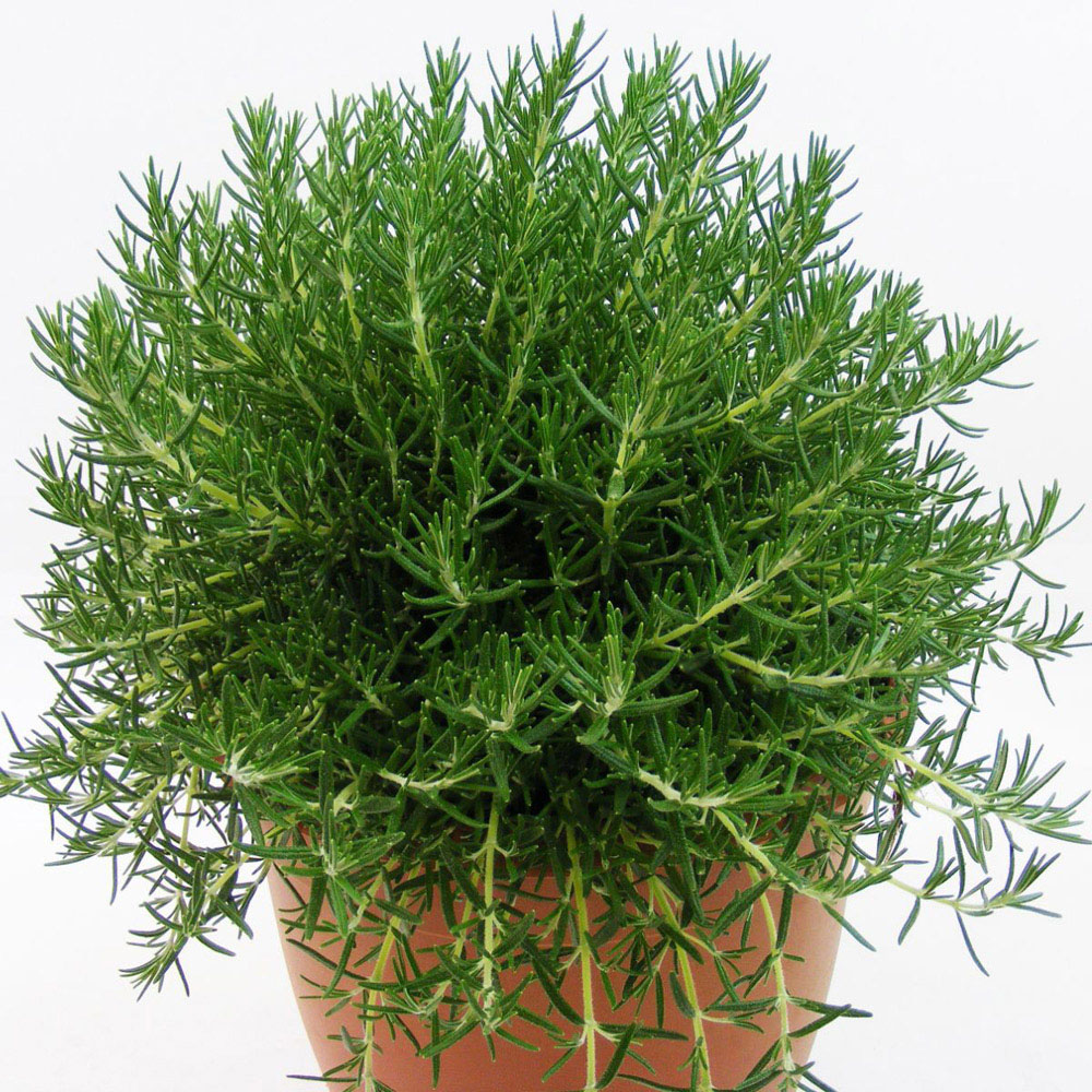 Thompson and Morgan Rosemary Roman Beauty Pbr Plant Pot 3L Image 3