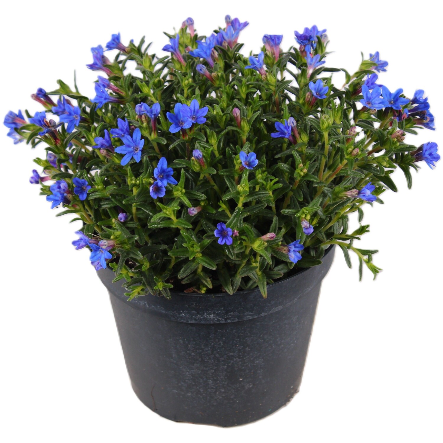 Glandora Diffusa Heavenly Blue - Blue Image