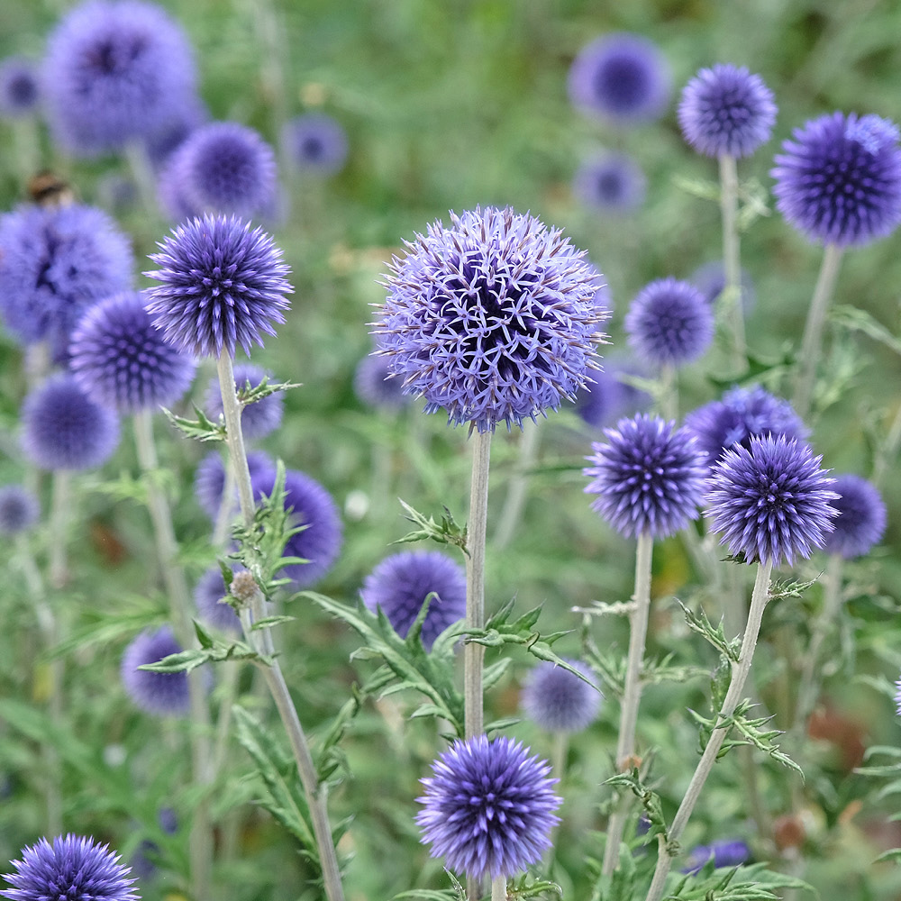 YouGarden Thistles Bare Root Collection 20 Pack Image 2