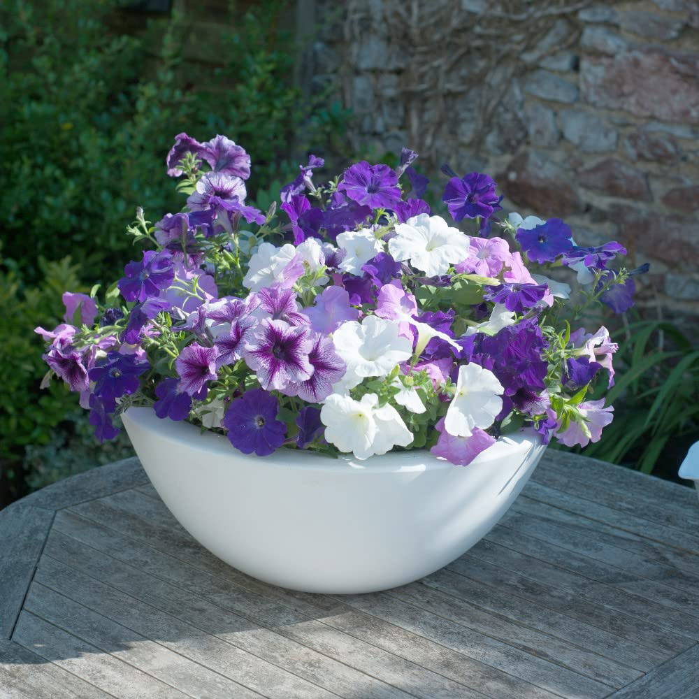 Thompson and Morgan Petunia Frenzy Grand Rapids Garden Ready Plant 30 Pack Image 2