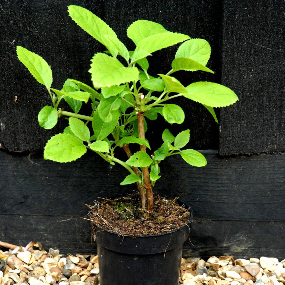 Thompson and Morgan Hydrangea Vanilla Fraise Dark Grey Patio Plant Pot 8cm 2 Pack Image 7