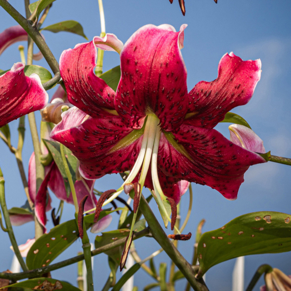 Thompson and Morgan Tree Lily Collection Planting Bulb 9 Pack Image 4