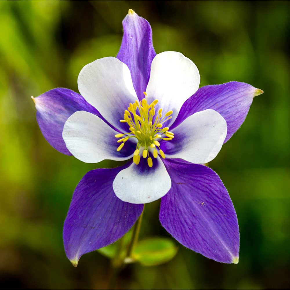 Thompson & Morgan Aquilegia Mckana Hybrids Bare Roots 3 Pack Image 3