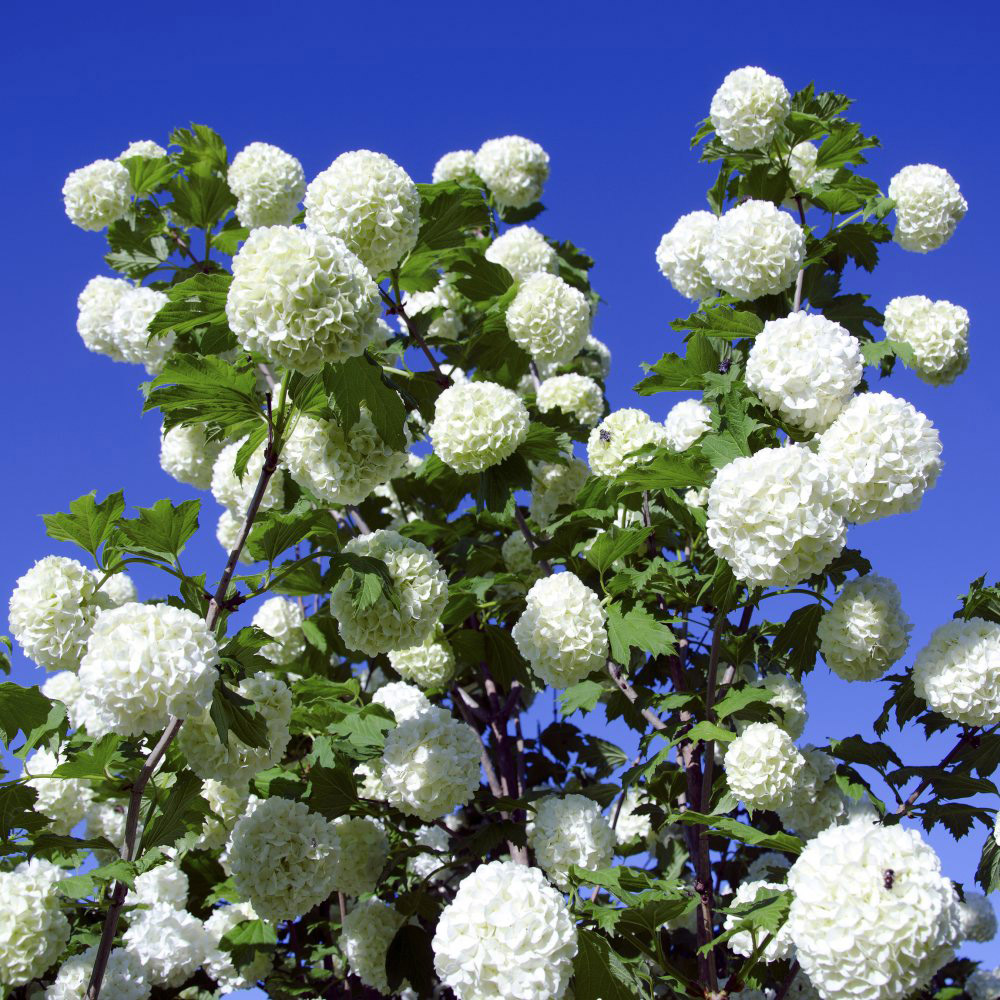 Thompson and Morgan Viburnum Opulus Roseum Hardy Outdoor Plant Pot 3.6L 2 Pack Image 2