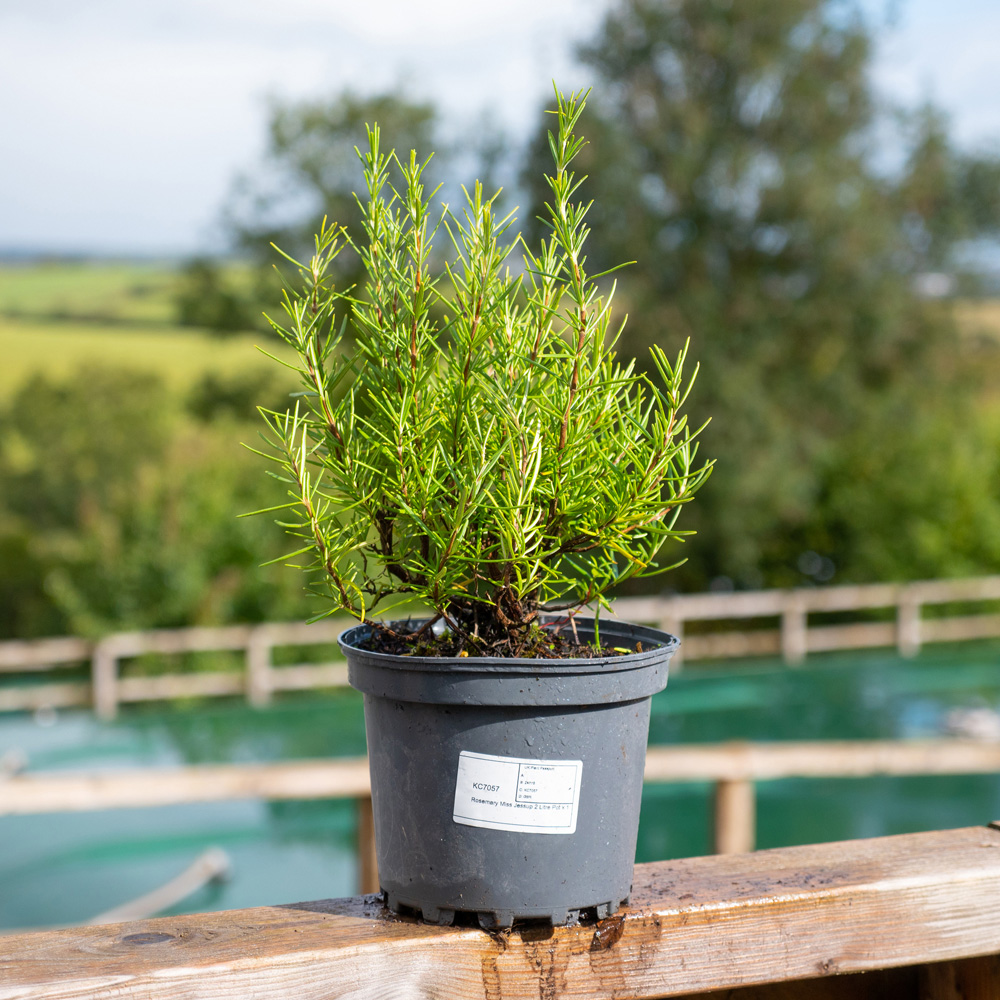 Thompson and Morgan Rosemary Miss Jessop's Upright Plant Pot 1L Image 3