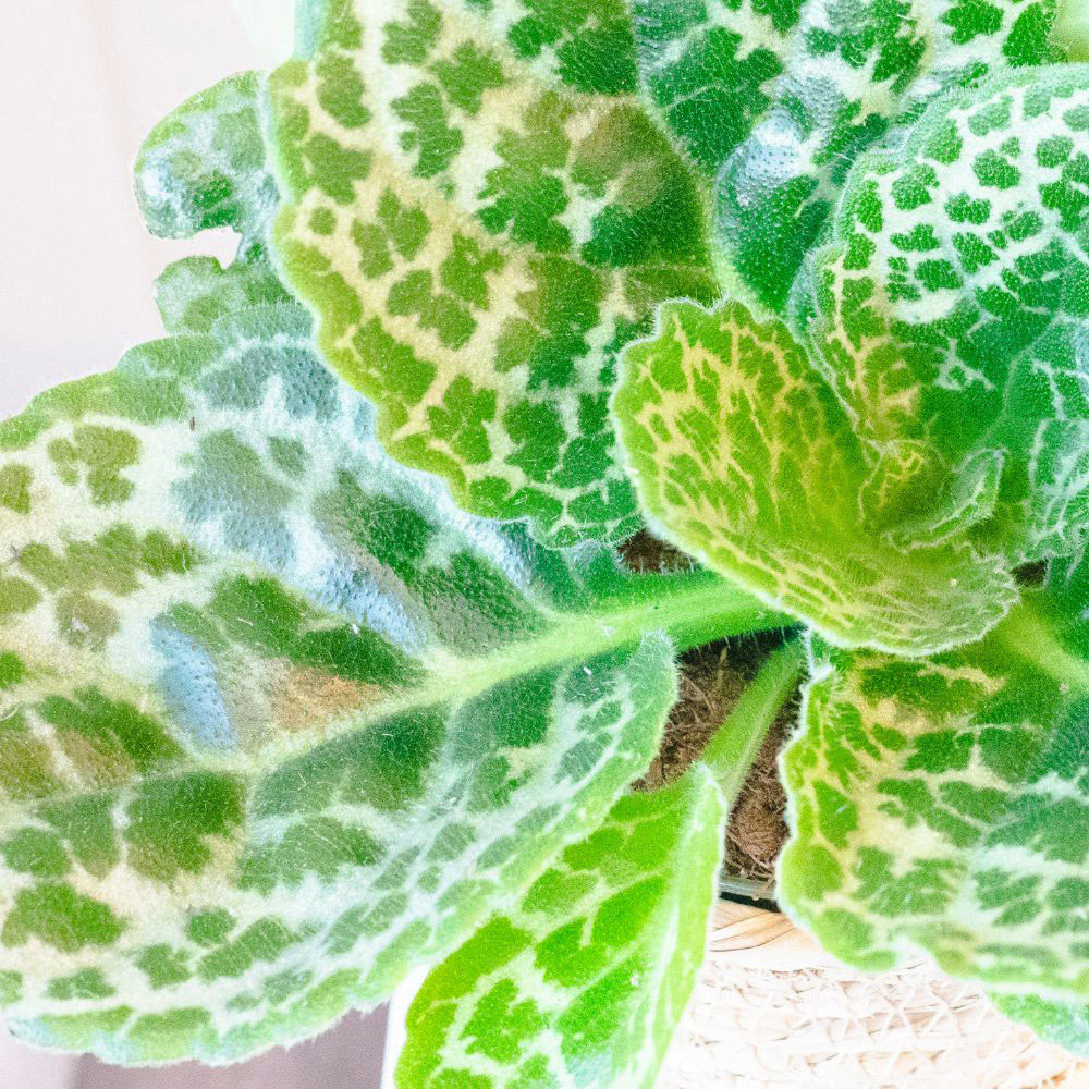 Thompson and Morgan Streptocarpus Pretty turtle Plant Pot 13cm Image 3