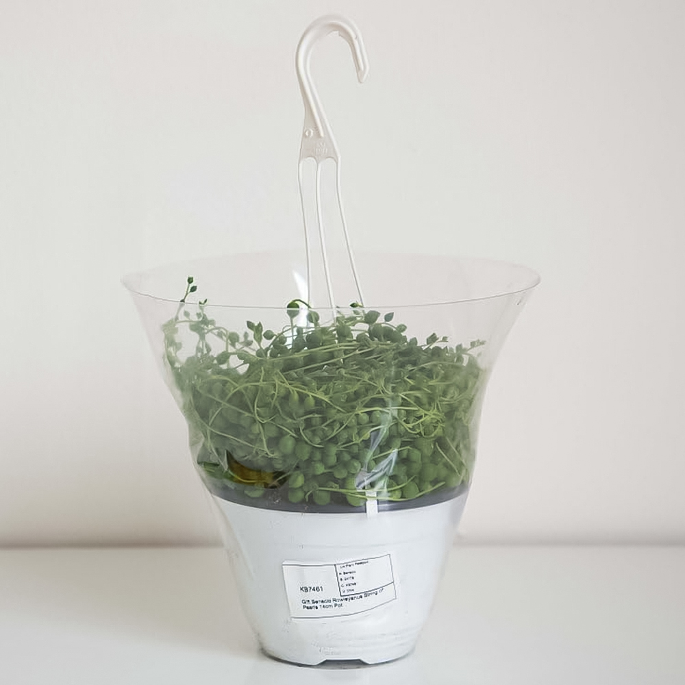 Thompson and Morgan Senecio String of Pearls Plant Pot 9cm 2 Pack with Incredifeed 30ml 2 Pack Image 3