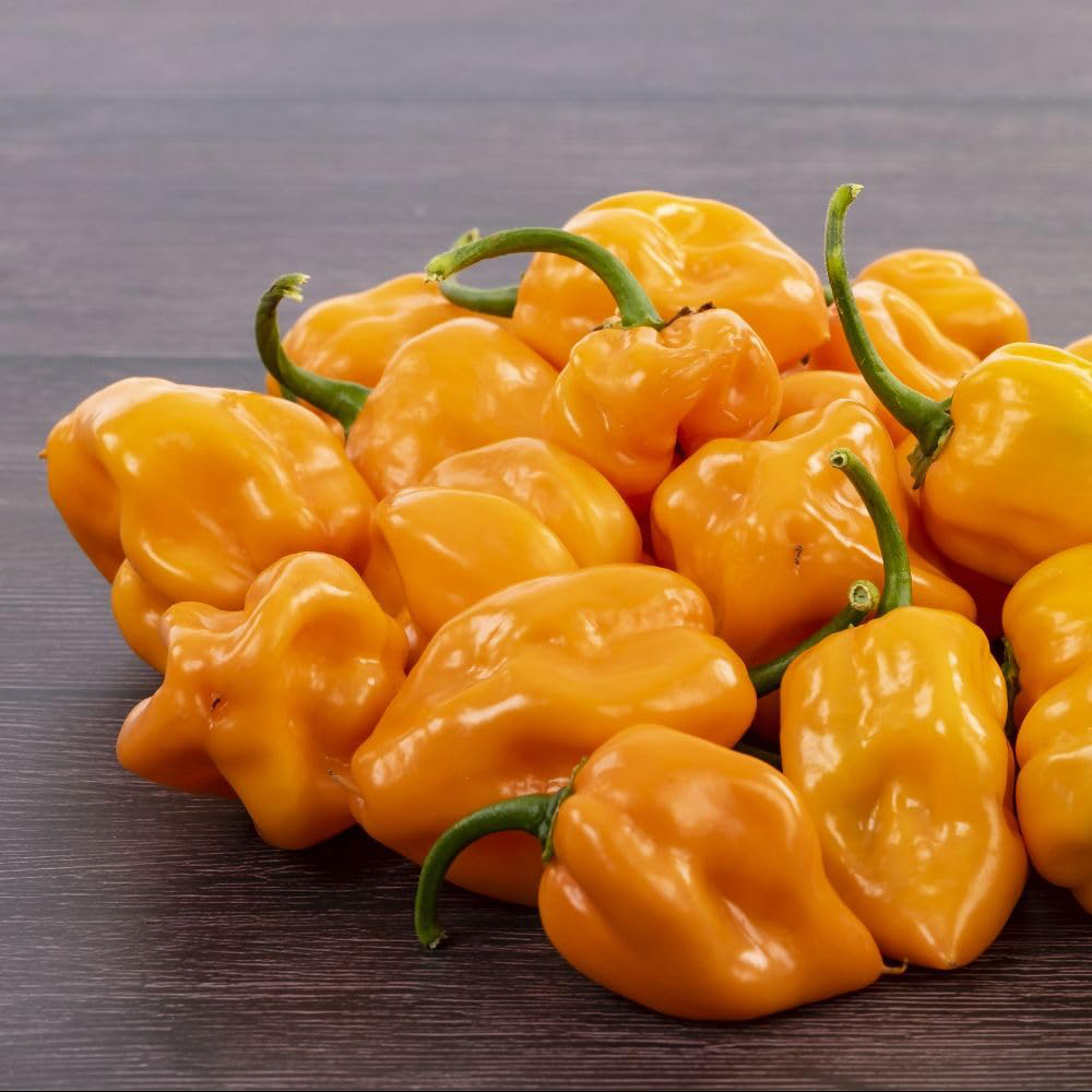 Thompson and Morgan Orange Chilli Scotch Bonnet Orange Seed Packet Image 2