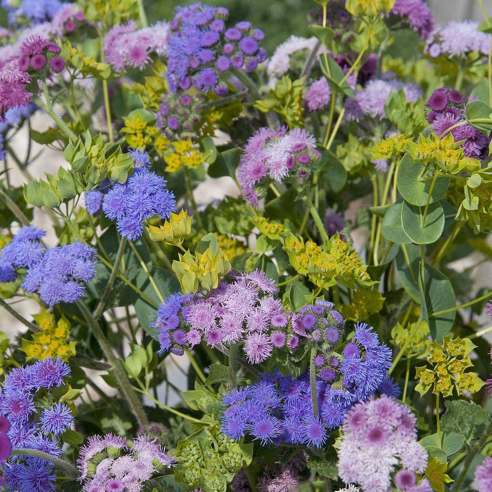Thompson & Morgan Ageratum Houstonianum Timeless Mixed Seed Packet Image