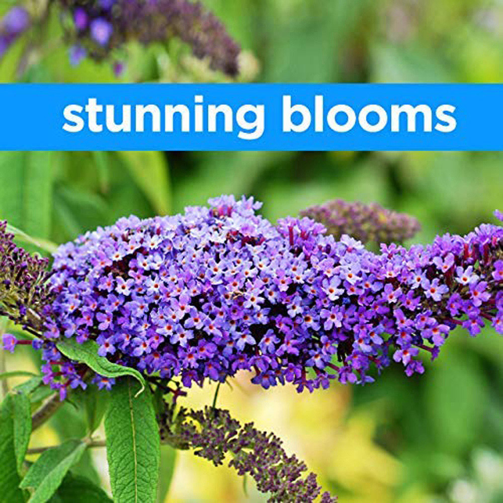 Thompson and Morgan Buddleja Tricolour Plant Pot 2L 2 Pack Image 3